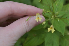 Impatiens parviflora