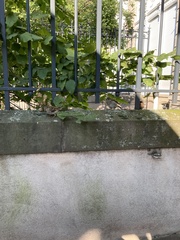 Passer domesticus