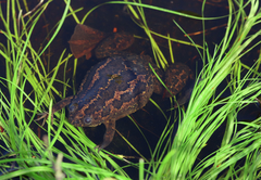 Xenopus gilli