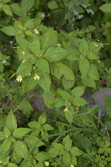 Impatiens parviflora