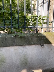 Passer domesticus