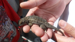 Sceloporus horridus