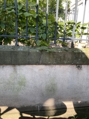 Passer domesticus