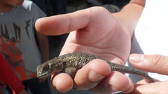 Sceloporus horridus