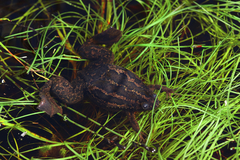 Xenopus gilli