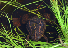 Xenopus gilli