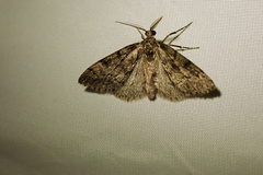 Tephronia