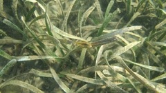 Posidonia australis
