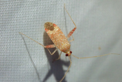 Phytocoris meridionalis