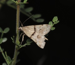 Hemeroplanis