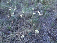Physaria ovalifolia alba