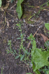 Polygonum