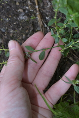 Polygonum