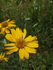 Hymenoxys integrifolia