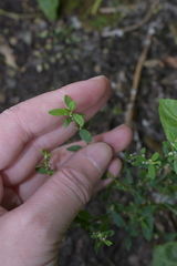 Polygonum