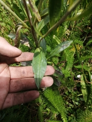 Hymenoxys integrifolia