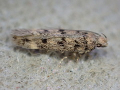 Bryotropha domestica