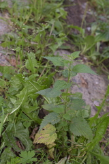 Urtica dioica