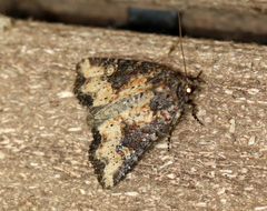 Mesapamea fractilinea