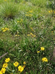 Hymenoxys integrifolia