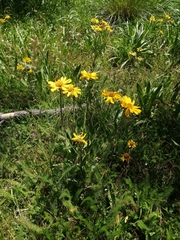 Hymenoxys integrifolia