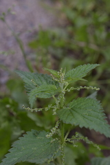 Urtica dioica