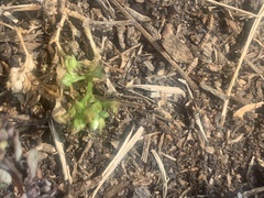 Polycarpon tetraphyllum tetraphyllum