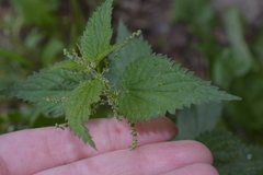 Urtica dioica