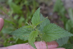 Urtica dioica