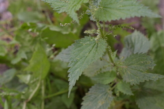 Urtica dioica