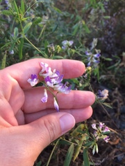Vicia biennis