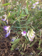 Vicia biennis