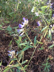 Vicia biennis