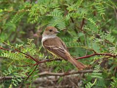 Myiarchus magnirostris
