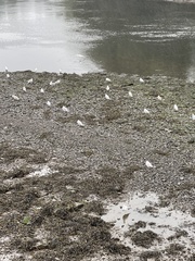 Chroicocephalus ridibundus