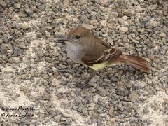 Myiarchus magnirostris