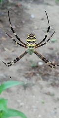Argiope bruennichi