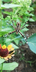 Argiope bruennichi