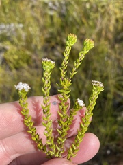 Phylica debilis