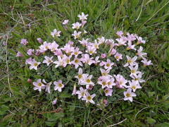 Oxalis enneaphylla