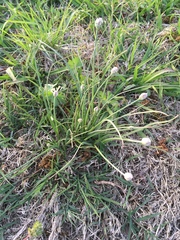 Allium drummondii