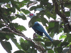 Phaenicophaeus diardi