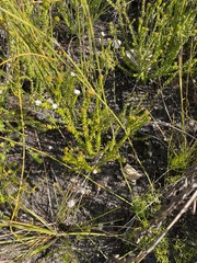 Phylica debilis