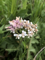 Aceria kiefferi