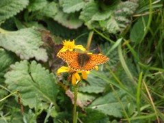 Boloria napaea