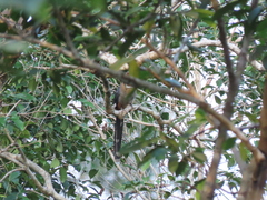 Zanclostomus javanicus