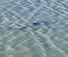 Triakis semifasciata