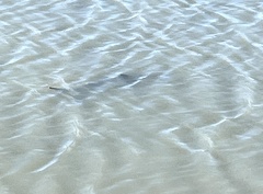 Triakis semifasciata