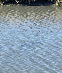 Triakis semifasciata