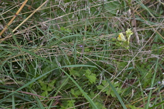Linaria vulgaris